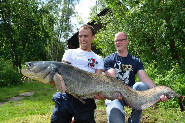 Hücker-Moor Anglerheim 

Der bisher größte im Kreis Herford gefangene Fisch.
Der Wels war 174 cm lang und wog ca. 50 Pfd.
Gefangen im Juni 2012 vom Anglerheim aus.  
